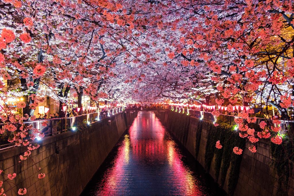 Cherry Blossoms Canal